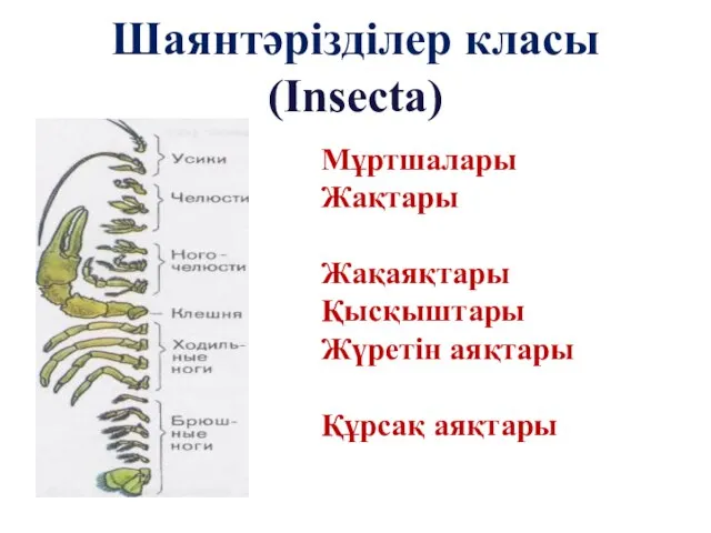 Шаянтәрізділер класы (Insecta) Мұртшалары Жақтары Жақаяқтары Қысқыштары Жүретін аяқтары Құрсақ аяқтары