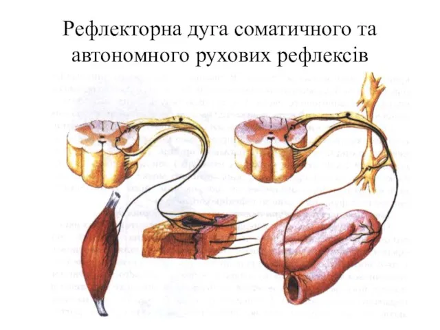 Рефлекторна дуга соматичного та автономного рухових рефлексів