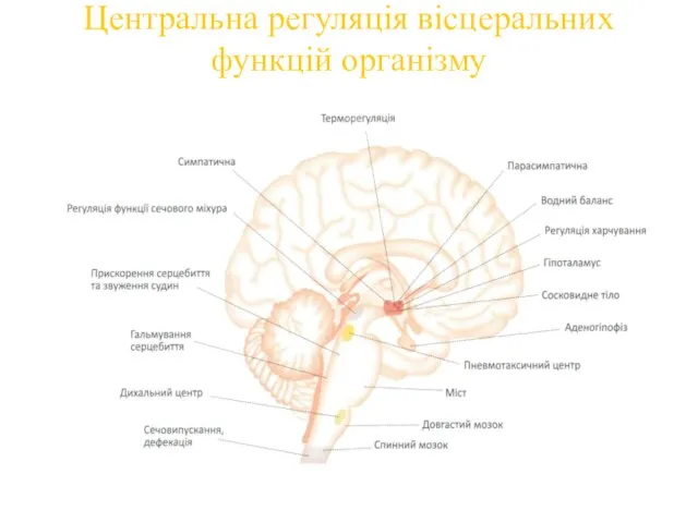 Центральна регуляція вісцеральних функцій організму