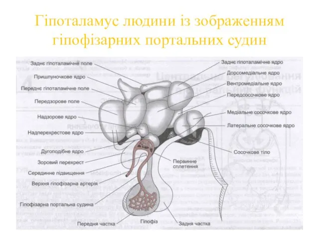 Гіпоталамус людини із зображенням гіпофізарних портальних судин