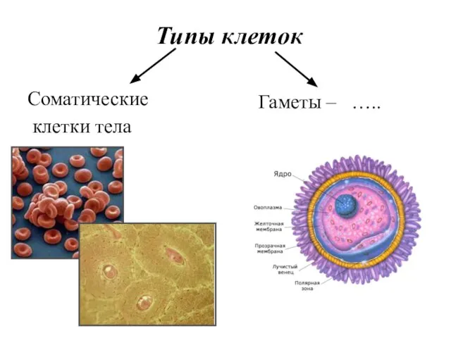 Типы клеток Соматические клетки тела Гаметы – …..