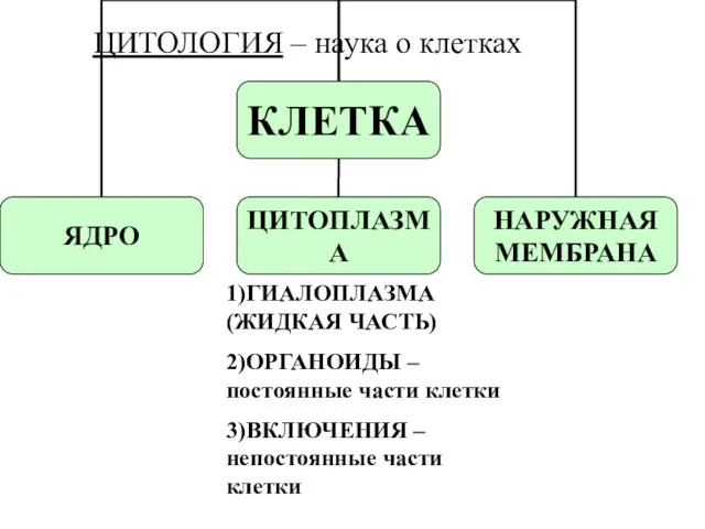 ЦИТОЛОГИЯ – наука о клетках 1)ГИАЛОПЛАЗМА (ЖИДКАЯ ЧАСТЬ) 2)ОРГАНОИДЫ – постоянные