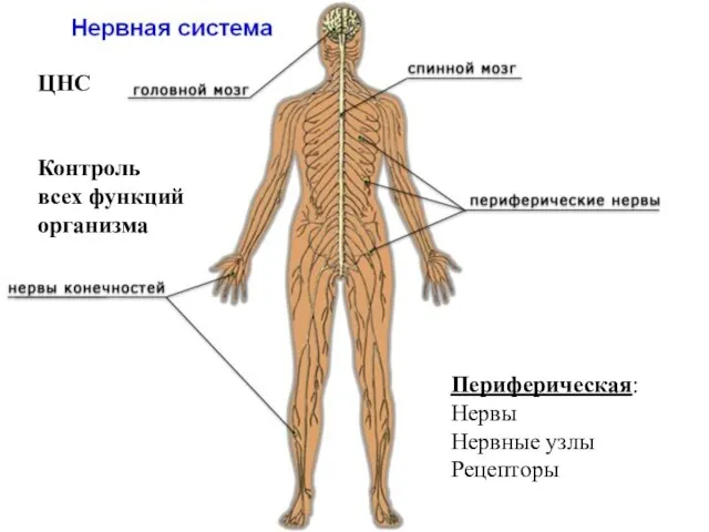 Периферическая: Нервы Нервные узлы Рецепторы ЦНС Контроль всех функций организма