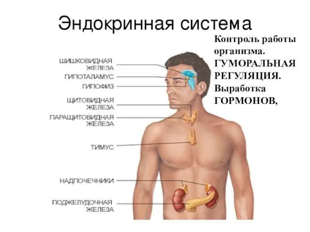 Контроль работы организма. ГУМОРАЛЬНАЯ РЕГУЛЯЦИЯ. Выработка ГОРМОНОВ,