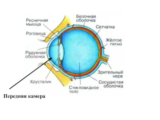 Передняя камера