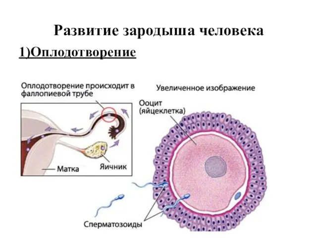 Развитие зародыша человека 1)Оплодотворение