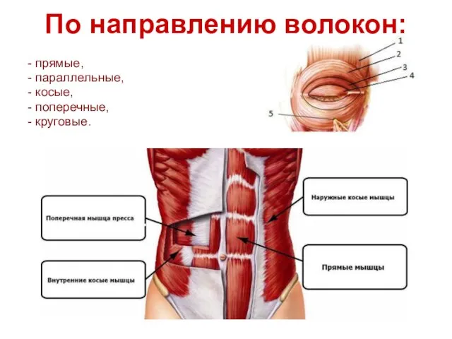 По направлению волокон: - прямые, - параллельные, - косые, - поперечные, - круговые.