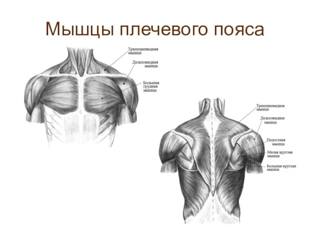 Мышцы плечевого пояса