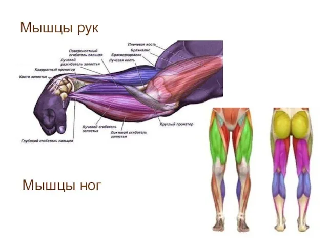 Мышцы рук Мышцы ног