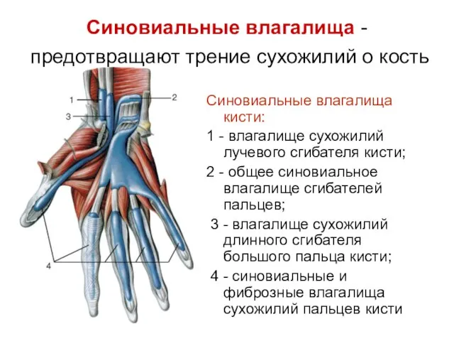 Синовиальные влагалища - предотвращают трение сухожилий о кость Синовиальные влагалища кисти: