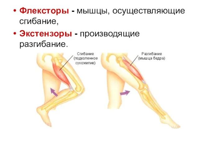 Флексторы - мышцы, осуществляющие сгибание, Экстензоры - производящие разгибание.