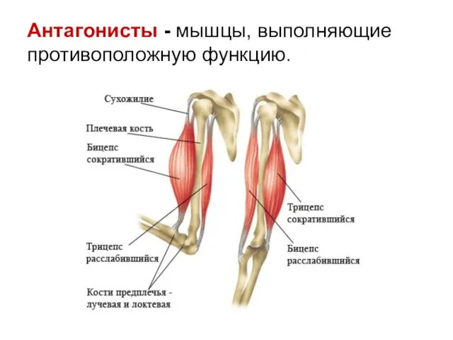 Антагонисты - мышцы, выполняющие противоположную функцию.