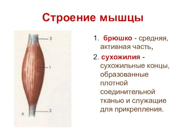 Строение мышцы 1. брюшко - средняя, активная часть, 2. сухожилия -