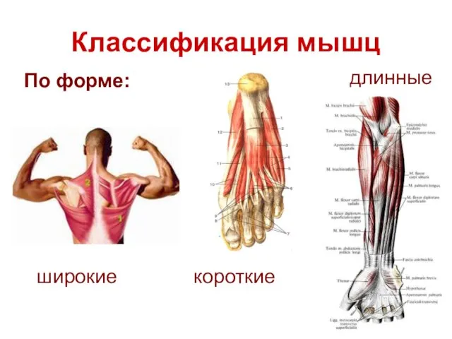 Классификация мышц По форме: короткие длинные широкие