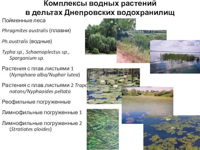 Комплексы водных растений в дельтах Днепровских водохранилищ Пойменные леса Phragmites australis