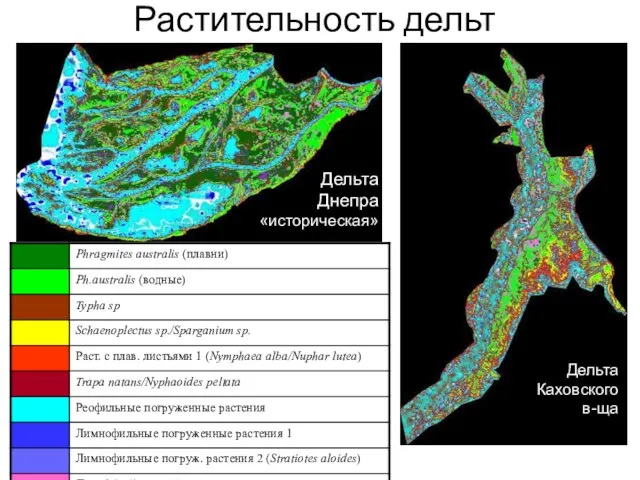 Растительность дельт Дельта Днепра «историческая» Дельта Каховского в-ща