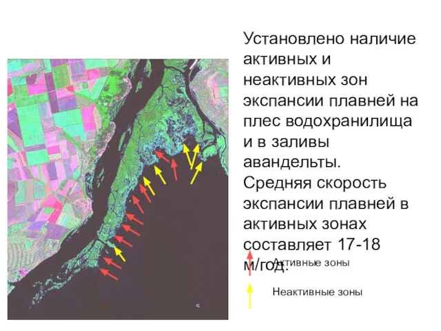 Установлено наличие активных и неактивных зон экспансии плавней на плес водохранилища