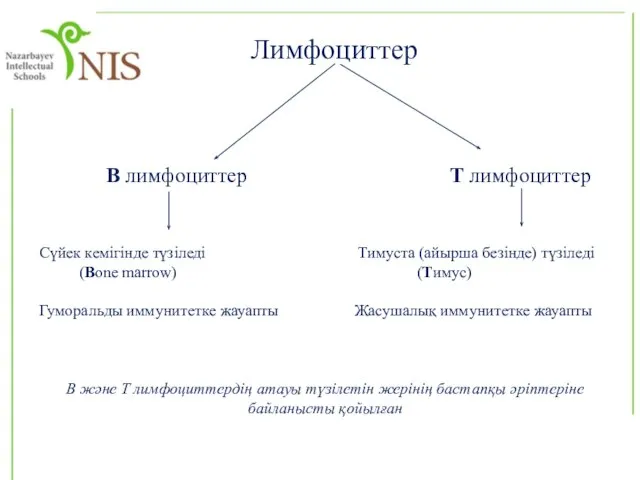 Лимфоциттер В лимфоциттер Т лимфоциттер Сүйек кемігінде түзіледі Тимуста (айырша безінде)