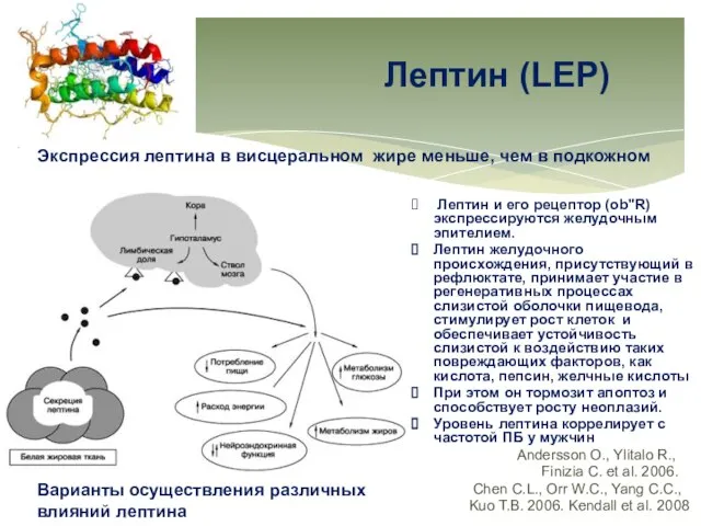 Лептин (LEP) Лептин и его рецептор (ob"R) экспрессируются желудочным эпителием. Лептин