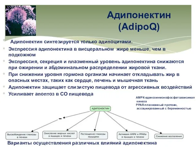 Адипонектин (AdipoQ) Адипонектин синтезируется только адипоцитами. Экспрессия адипонектина в висцеральном жире