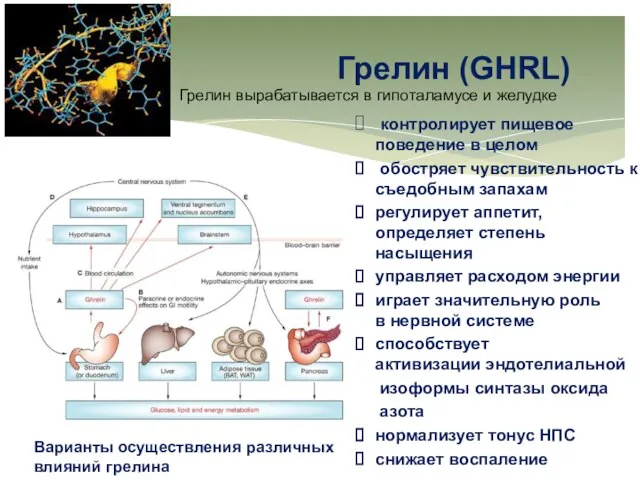 Грелин (GHRL) контролирует пищевое поведение в целом обостряет чувствительность к съедобным