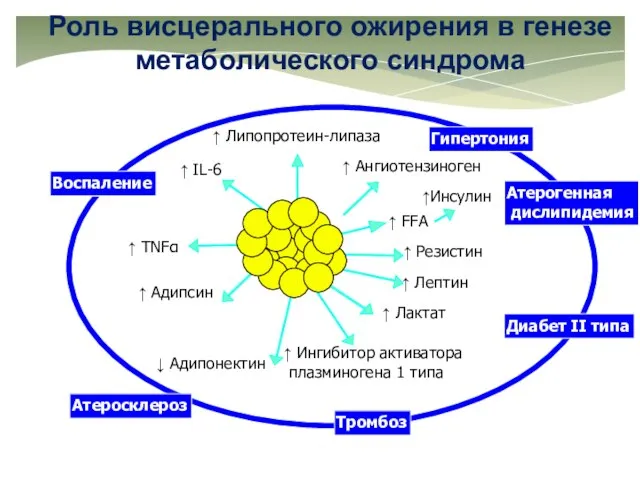 Роль висцерального ожирения в генезе метаболического синдрома Adipose tissue ↑ IL-6