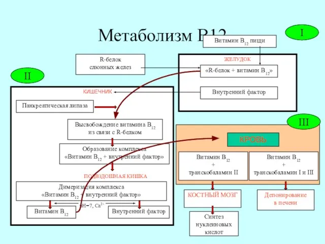 Метаболизм В12 Витамин В12 пищи ЖЕЛУДОК «R-белок + витамин В12» Внутренний