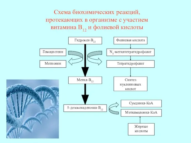 Гидрокси-В12 Фолиевая кислота Метил-В12 5-дезоксиаденозил-В12 N5-метилтетрагидрофолат Тетрагидрофолат Гомоцистеин Метионин Синтез нуклеиновых