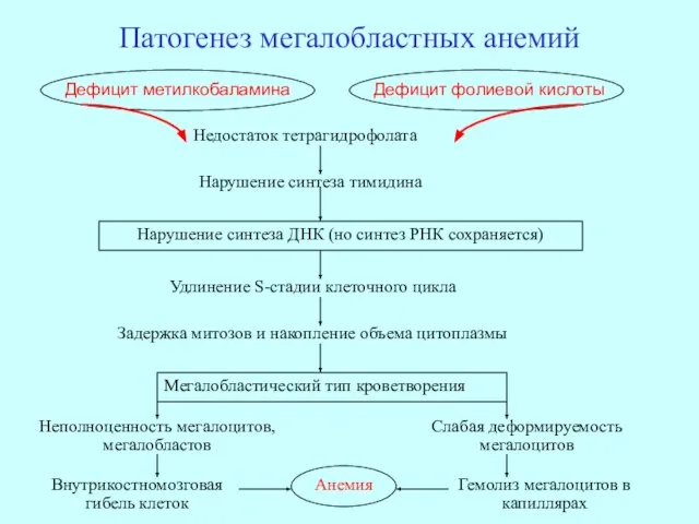 Патогенез мегалобластных анемий Недостаток тетрагидрофолата Нарушение синтеза тимидина Нарушение синтеза ДНК