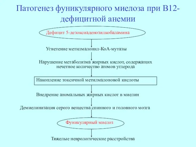 Патогенез фуникулярного миелоза при В12-дефицитной анемии Дефицит 5-дезоксиаденозилкобаламина Угнетение метилмалонил-КоА-мутазы Нарушение