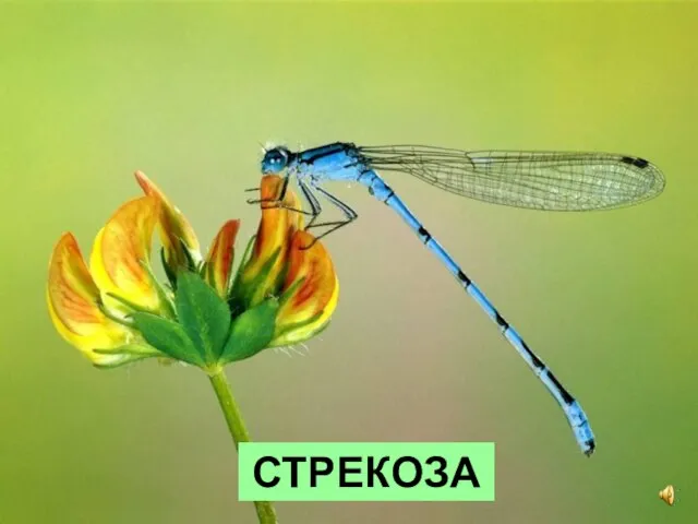 СТРЕКОЗА