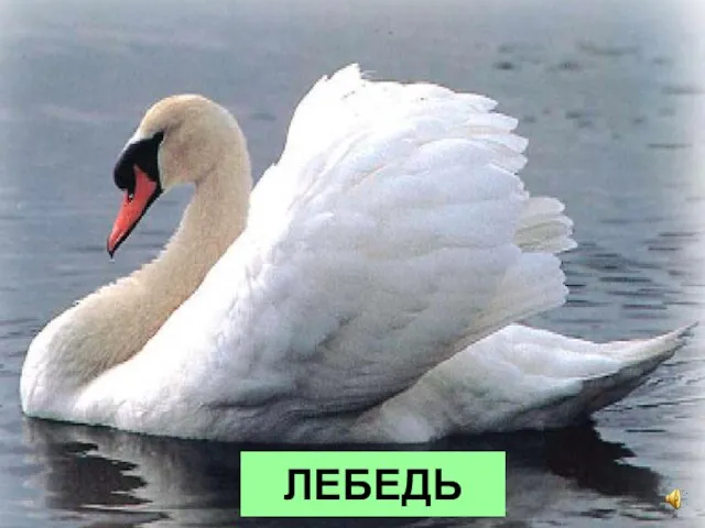 ЛЕБЕДЬ