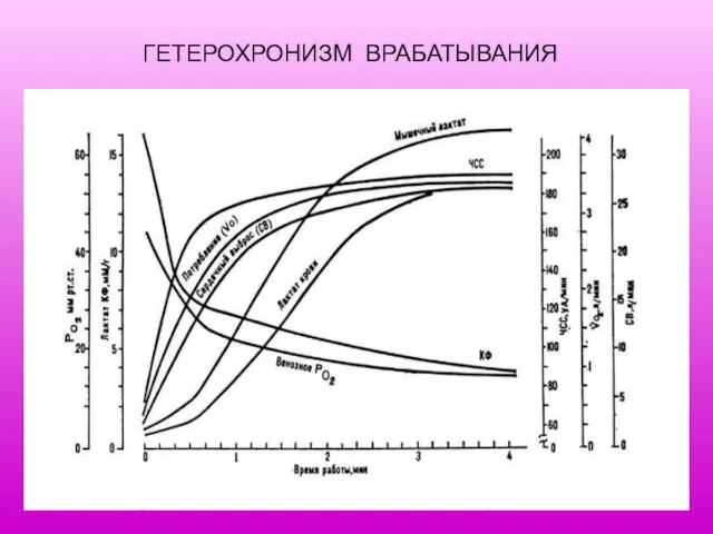 ГЕТЕРОХРОНИЗМ ВРАБАТЫВАНИЯ