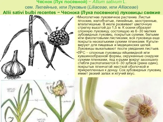 Чеснок (Лук посевной) − Allium sativum L. сем. Лилейные, или Луковые