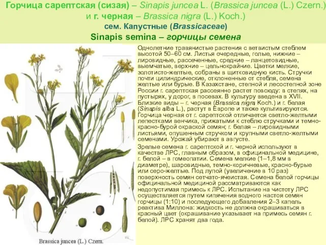 Горчица сарептская (сизая) – Sinapis juncea L. (Brassica juncea (L.) Czern.)