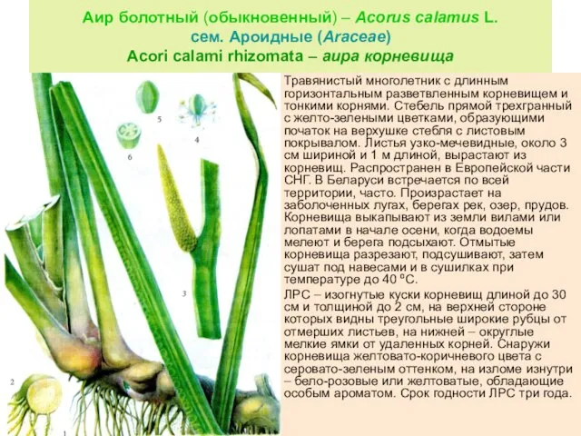 Аир болотный (обыкновенный) – Acorus calamus L. сем. Ароидные (Araceae) Acori