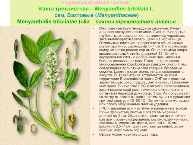 • преимущественно чистые: Вахта трехлистная – Menyanthes trifoliata L. сем. Вахтовые