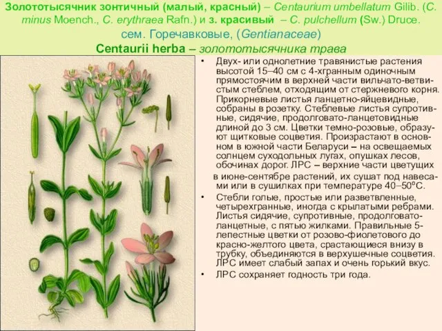 Золототысячник зонтичный (малый, красный) – Centaurium umbellatum Gilib. (C. minus Moench.,