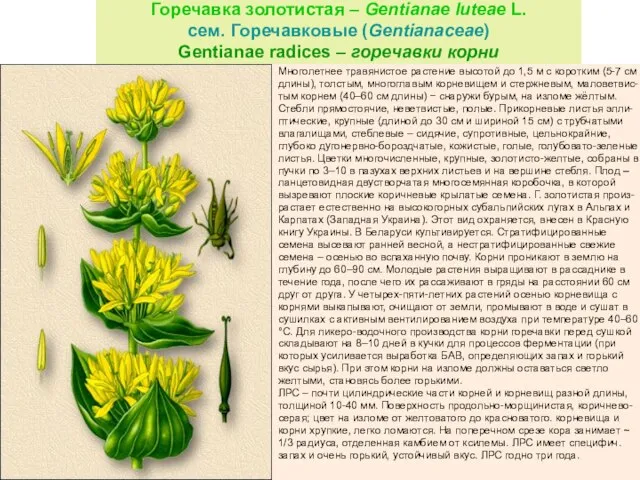 Горечавка золотистая – Gentianae luteae L. сем. Горечавковые (Gentianaceae) Gentianae radices