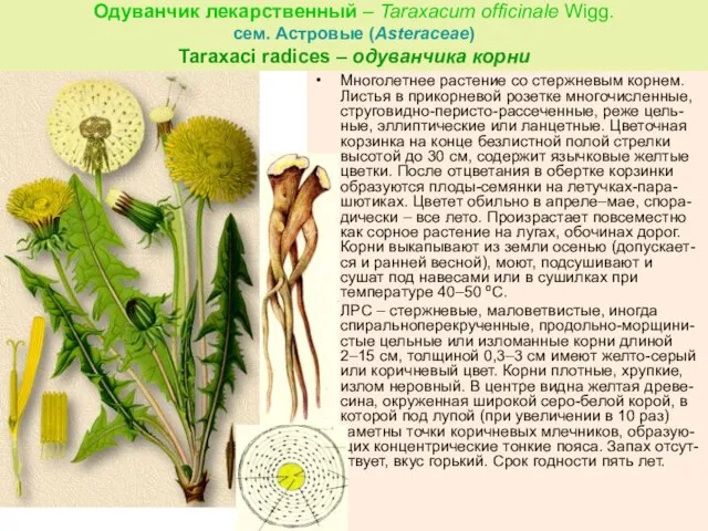 Одуванчик лекарственный – Taraxacum officinale Wigg. сем. Астровые (Asteraceae) Taraxaci radices