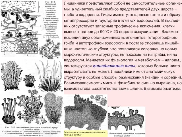 Лишайники представляют собой не самостоятельные организ- мы, а удивительный симбиоз представителей