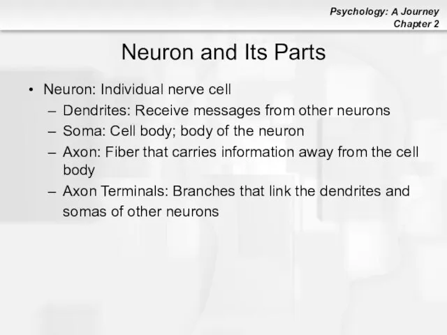 Neuron and Its Parts Neuron: Individual nerve cell Dendrites: Receive messages