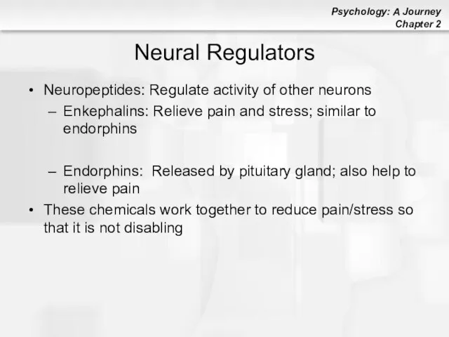 Neural Regulators Neuropeptides: Regulate activity of other neurons Enkephalins: Relieve pain