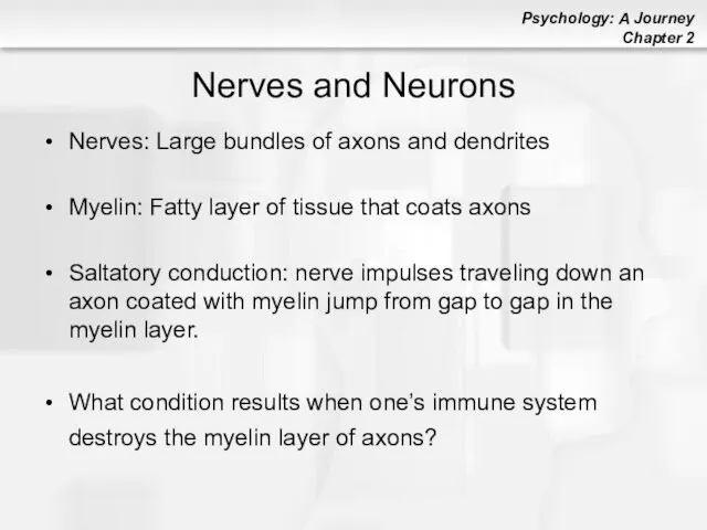 Nerves and Neurons Nerves: Large bundles of axons and dendrites Myelin: