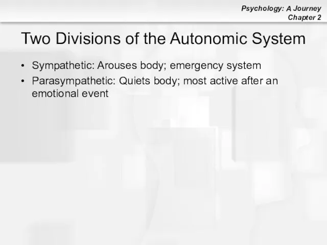 Two Divisions of the Autonomic System Sympathetic: Arouses body; emergency system