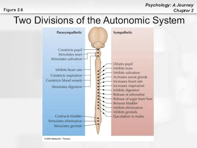 Figure 2.8 Two Divisions of the Autonomic System