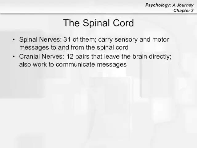 The Spinal Cord Spinal Nerves: 31 of them; carry sensory and