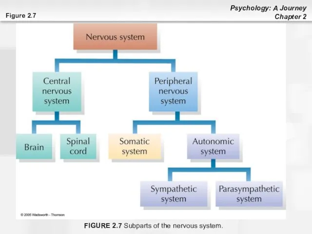 Figure 2.7 FIGURE 2.7 Subparts of the nervous system.