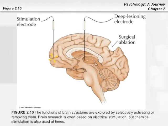 Figure 2.10 FIGURE 2.10 The functions of brain structures are explored