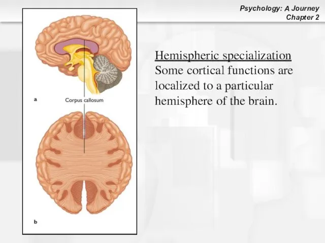 Hemispheric specialization Some cortical functions are localized to a particular hemisphere of the brain.